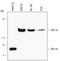 Wnt Family Member 9A antibody, MAB3157, R&D Systems, Western Blot image 