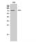 Guanylate Binding Protein 4 antibody, LS-C383654, Lifespan Biosciences, Western Blot image 