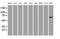 Aryl Hydrocarbon Receptor Interacting Protein Like 1 antibody, MA5-25721, Invitrogen Antibodies, Western Blot image 