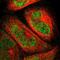 PiggyBac Transposable Element Derived 1 antibody, NBP1-85162, Novus Biologicals, Immunofluorescence image 