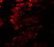 Golgin A5 antibody, LS-B10119, Lifespan Biosciences, Immunofluorescence image 