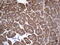 Dedicator Of Cytokinesis 8 antibody, LS-C789751, Lifespan Biosciences, Immunohistochemistry frozen image 