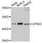 GDNF Family Receptor Alpha 3 antibody, A2955, ABclonal Technology, Western Blot image 