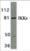 Inhibitor Of Nuclear Factor Kappa B Kinase Subunit Epsilon antibody, 2329, ProSci, Western Blot image 
