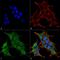 BR serine/threonine-protein kinase 1 antibody, PA5-77782, Invitrogen Antibodies, Immunofluorescence image 