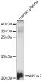 Apolipoprotein A2 antibody, A02088, Boster Biological Technology, Western Blot image 