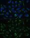 3-hydroxyacyl-CoA dehydrogenase type-2 antibody, GTX33249, GeneTex, Immunofluorescence image 