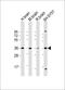 Cx36 antibody, 58-185, ProSci, Western Blot image 