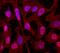 SMAD Family Member 3 antibody, MAB4038, R&D Systems, Immunofluorescence image 