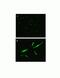 Pannexin 3 antibody, 433270, Invitrogen Antibodies, Immunofluorescence image 