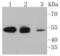 Keratin 18 antibody, NBP2-67468, Novus Biologicals, Western Blot image 