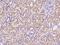 Tetraspanin 1 antibody, 201077-T08, Sino Biological, Immunohistochemistry frozen image 