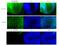 UNC Homeobox antibody, 73-205, Antibodies Incorporated, Immunofluorescence image 
