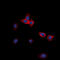 EPH Receptor A3 antibody, LS-C358975, Lifespan Biosciences, Immunofluorescence image 