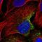 EPS8 Like 3 antibody, HPA030998, Atlas Antibodies, Immunofluorescence image 