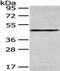 Histone methyltransferase SMYD2 antibody, PA5-51339, Invitrogen Antibodies, Western Blot image 