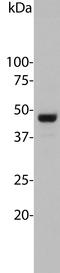 Aurora Kinase A antibody, LS-C204509, Lifespan Biosciences, Western Blot image 