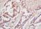 SEC2 antibody, orb156968, Biorbyt, Immunohistochemistry paraffin image 