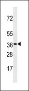 Olfactory Receptor Family 3 Subfamily A Member 3 antibody, LS-C158472, Lifespan Biosciences, Western Blot image 