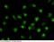 E74 Like ETS Transcription Factor 3 antibody, 101173-T34, Sino Biological, Immunohistochemistry paraffin image 