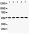 Solute Carrier Family 2 Member 4 antibody, PA5-80021, Invitrogen Antibodies, Western Blot image 