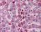 Acid Phosphatase 2, Lysosomal antibody, NBP1-62491, Novus Biologicals, Immunohistochemistry frozen image 