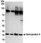 Selenoprotein S antibody, NBP2-32096, Novus Biologicals, Western Blot image 