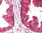 CD38 Molecule antibody, TA341221, Origene, Immunohistochemistry frozen image 