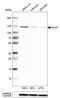 Death Domain Associated Protein antibody, HPA008736, Atlas Antibodies, Western Blot image 