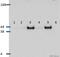 SMAD Family Member 3 antibody, ab52903, Abcam, Western Blot image 