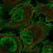 Thromboxane A2 Receptor antibody, HPA077366, Atlas Antibodies, Immunofluorescence image 