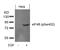 Eukaryotic Translation Initiation Factor 4B antibody, 79-242, ProSci, Western Blot image 