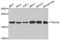 Transgelin 2 antibody, PA5-77016, Invitrogen Antibodies, Western Blot image 