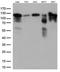 Tripartite Motif Containing 28 antibody, LS-C796559, Lifespan Biosciences, Western Blot image 
