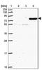 Protocadherin Beta 1 antibody, NBP2-30466, Novus Biologicals, Western Blot image 