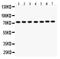 Glutamate-Cysteine Ligase Catalytic Subunit antibody, PB9201, Boster Biological Technology, Western Blot image 