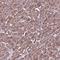 Cytosolic phospholipase A2 gamma antibody, HPA043083, Atlas Antibodies, Immunohistochemistry frozen image 