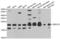 Transmembrane P24 Trafficking Protein 10 antibody, LS-C334939, Lifespan Biosciences, Western Blot image 