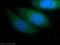 Fibroblast growth factor 18 antibody, 11495-1-AP, Proteintech Group, Immunofluorescence image 