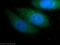 Fibroblast Growth Factor 18 antibody, 11495-1-AP, Proteintech Group, Immunofluorescence image 