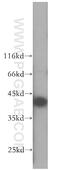 Selenophosphate Synthetase 1 antibody, 16635-1-AP, Proteintech Group, Western Blot image 