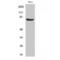 POU Class 2 Homeobox 1 antibody, LS-C385013, Lifespan Biosciences, Western Blot image 