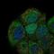 Cell Division Cycle 6 antibody, NBP2-68827, Novus Biologicals, Immunofluorescence image 