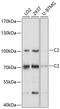 Complement C2 antibody, 13-484, ProSci, Western Blot image 