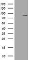 Mitofusin 1 antibody, LS-C175759, Lifespan Biosciences, Western Blot image 