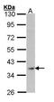 Actin Alpha 1, Skeletal Muscle antibody, GTX101920, GeneTex, Western Blot image 