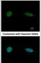 SAP30 Binding Protein antibody, PA5-29431, Invitrogen Antibodies, Immunofluorescence image 