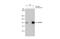 SATB Homeobox 1 antibody, GTX114738, GeneTex, Immunoprecipitation image 