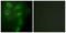 Tripartite Motif Containing 59 antibody, abx013687, Abbexa, Western Blot image 