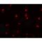 Tctex1 Domain Containing 2 antibody, MBS153643, MyBioSource, Western Blot image 